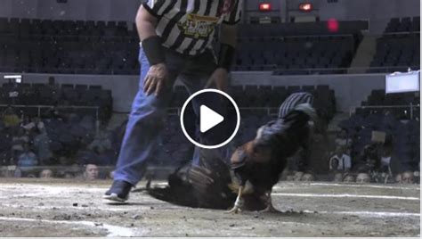 world slasher derby fights video.